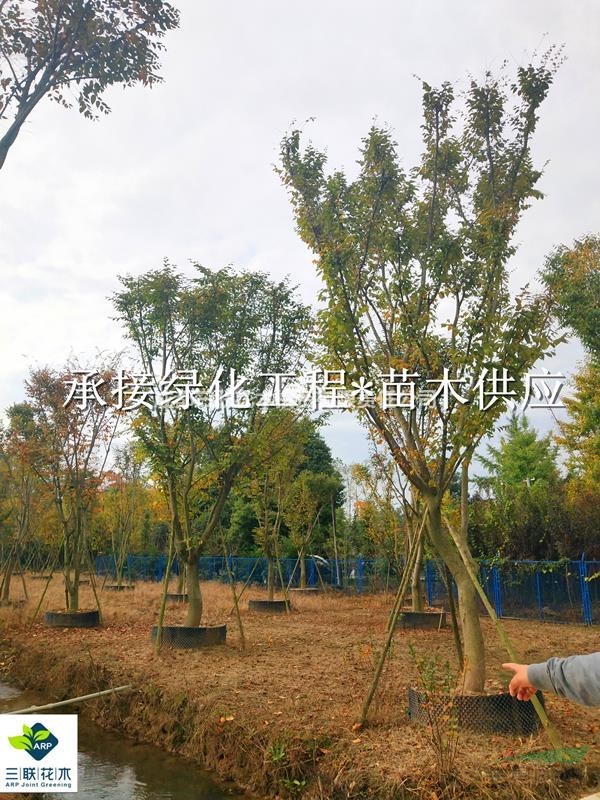 櫸樹 成都控根器培植 熟貨