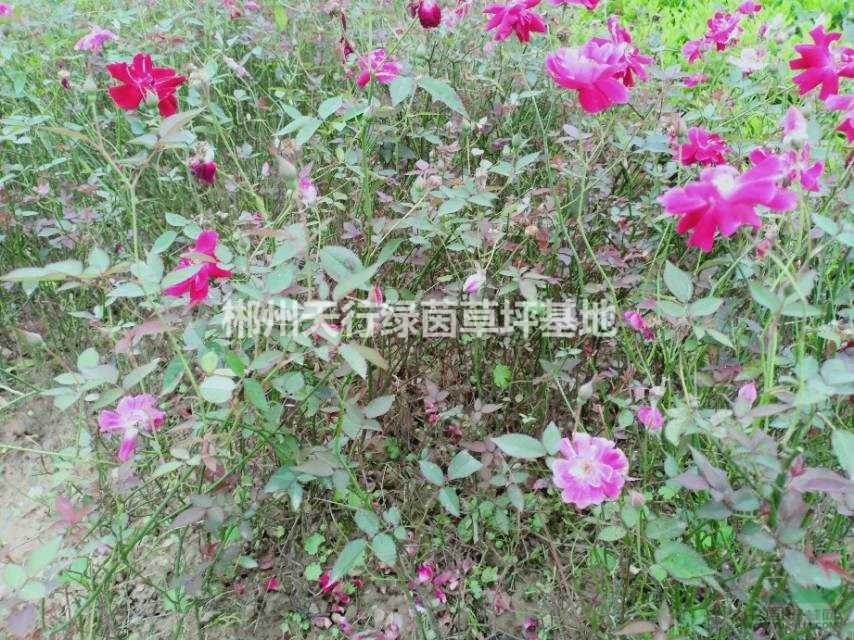 月季花