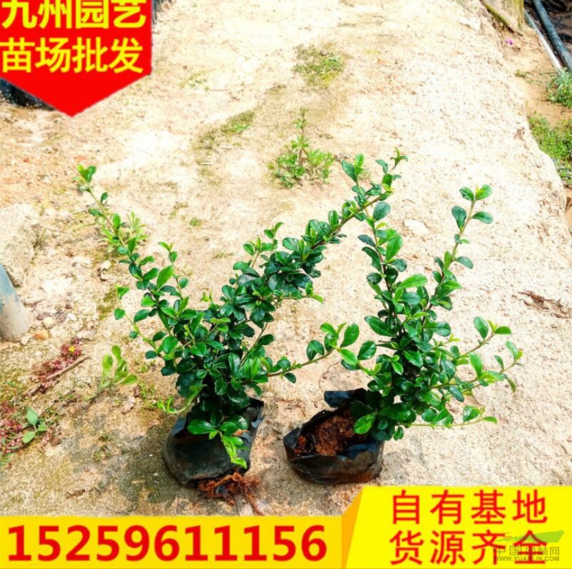 福建茶小苗報(bào)價(jià)便宜 優(yōu)質(zhì)福建茶小苗便宜批發(fā) 漳州茶小苗價(jià)格