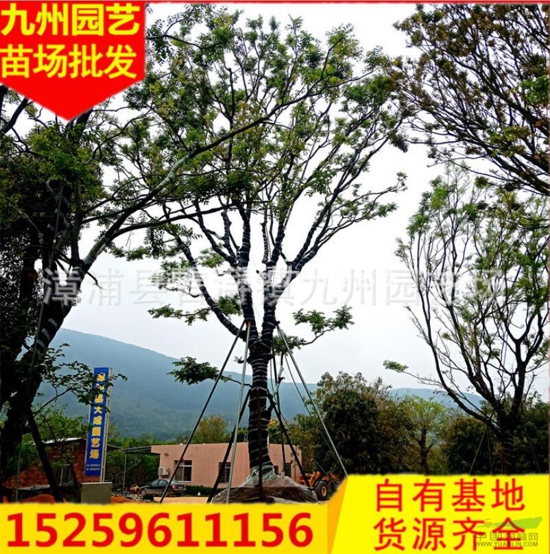 福建樸樹移栽苗 漳州移栽樸樹苗便宜精品移栽樸樹 大規(guī)格樸樹