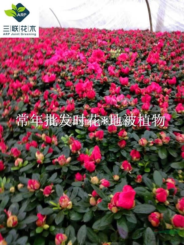 杜鵑花開 成都  花壇花境 色塊花卉 開花時間長 色艷