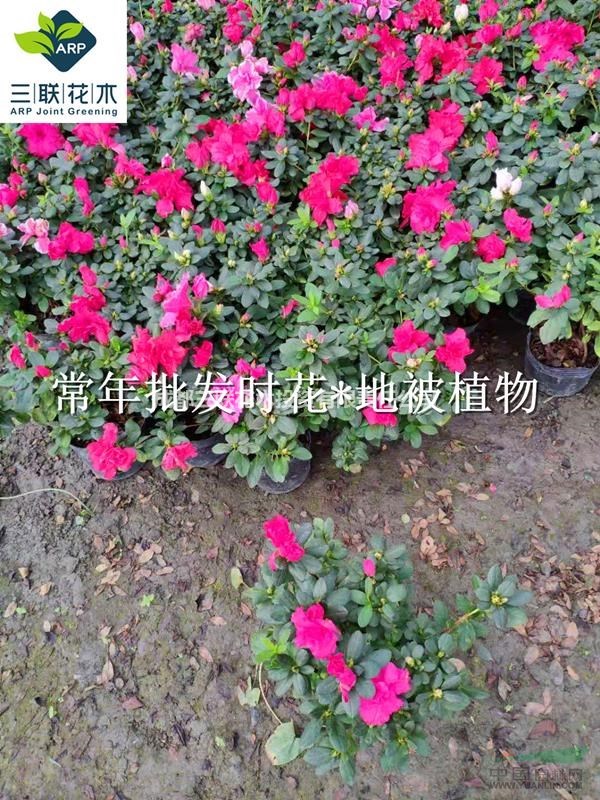 四季海棠 花壇 花境植物