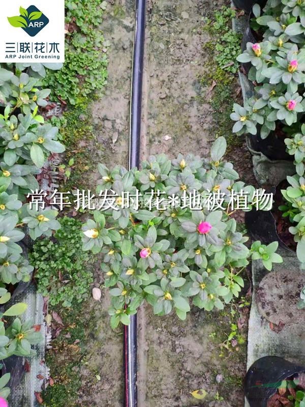 四季海棠 花壇 花境植物