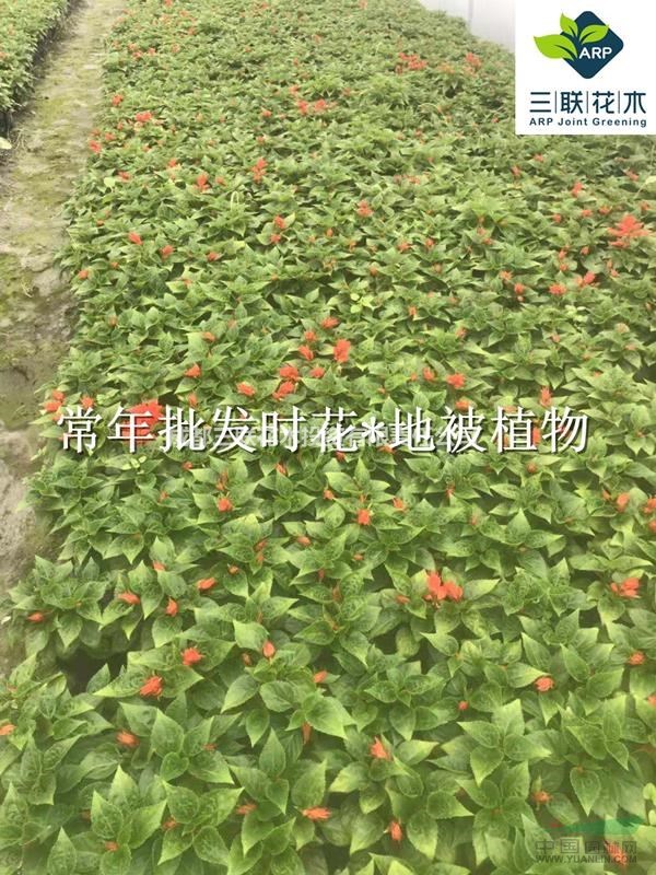 花壇 花境 色塊花卉 一串紅 成都基地大量出售 貨美價優(yōu)