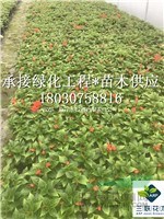 花壇 花境 色塊花卉 一串紅 成都基地大量出售 貨美價優(yōu)