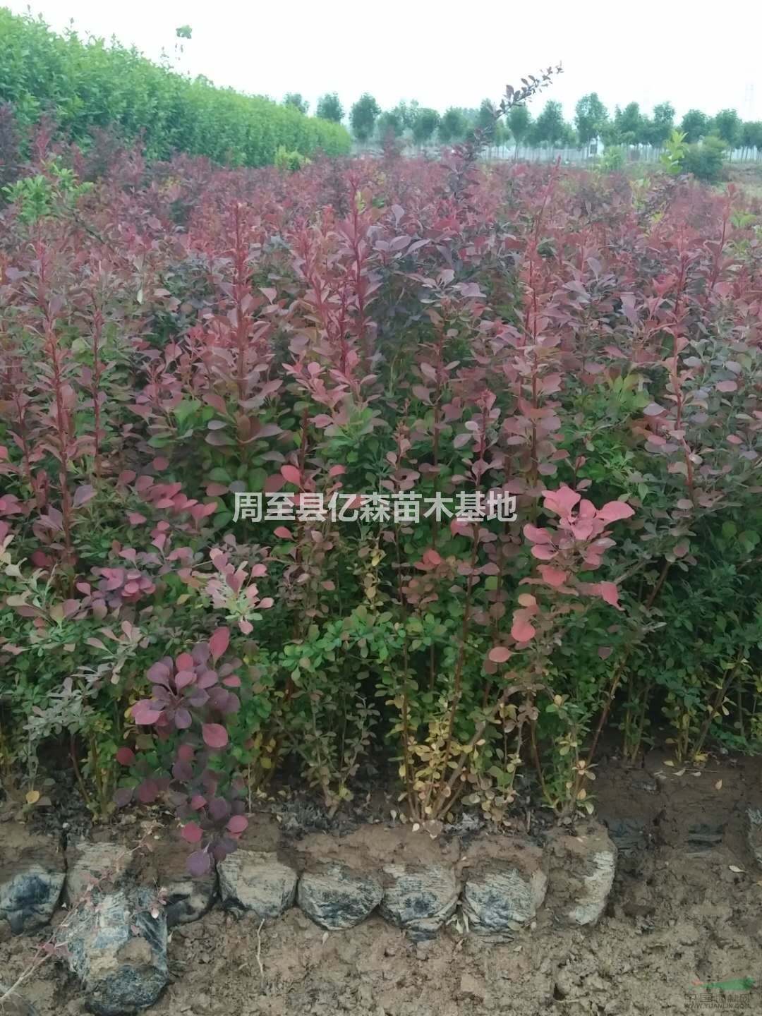 陜西紅葉小檗 陜西營養缽紅葉小檗 營養缽紅葉小檗苗