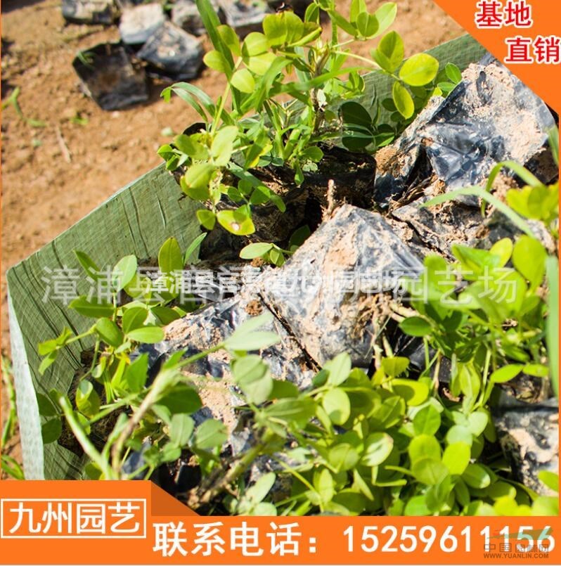 古建蔓花生遍地黃金灌木袋苗便宜 漳州蔓花生遍地黃金灌木袋苗行