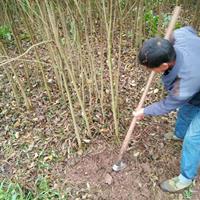 基地批發(fā)瀘州南溪敘州高縣木芙蓉苗、黃花風鈴木苗、紅玉蘭小苗