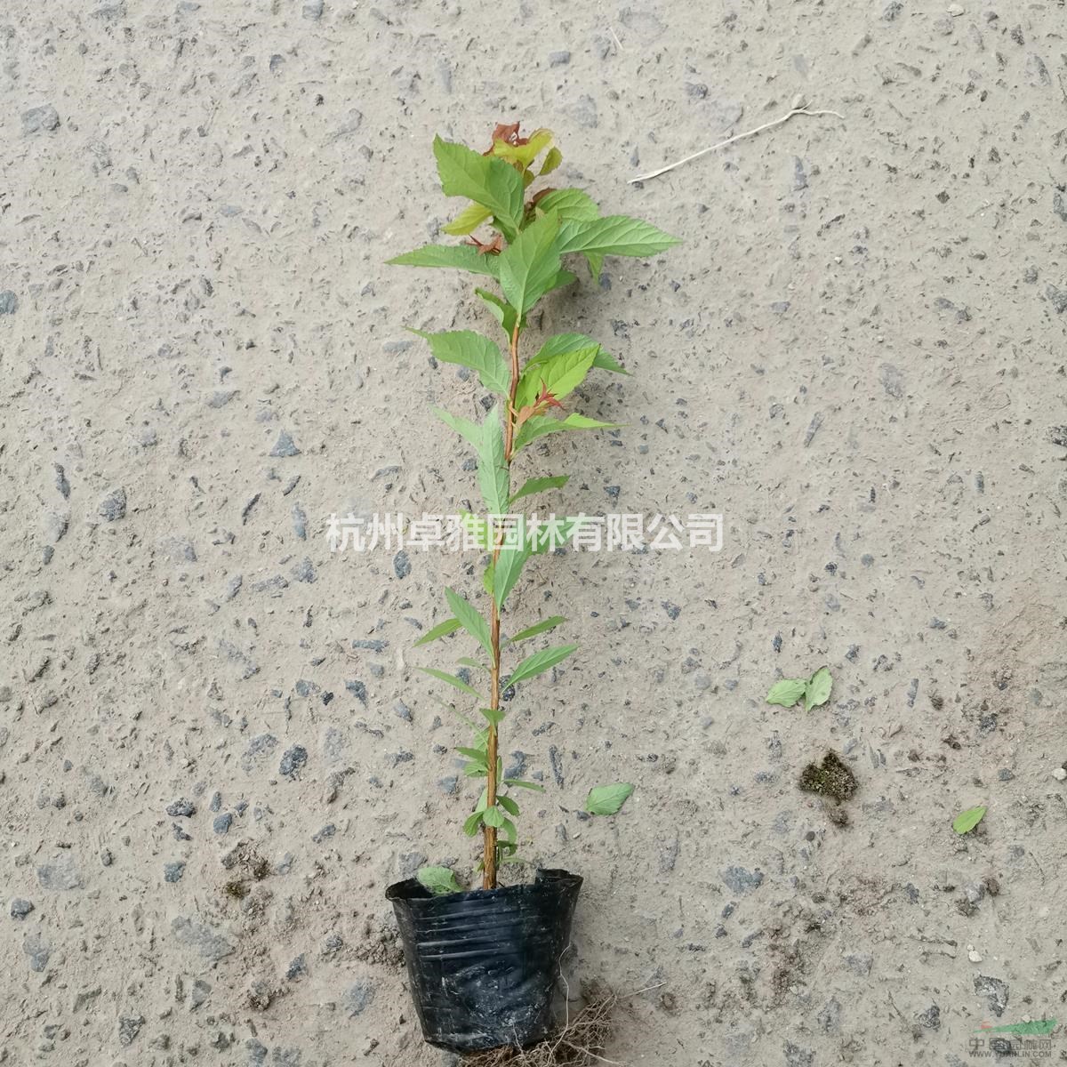 金焰繡線菊(小杯)(蕭山毛球,蕭山小苗.杯苗.工程用苗配送)