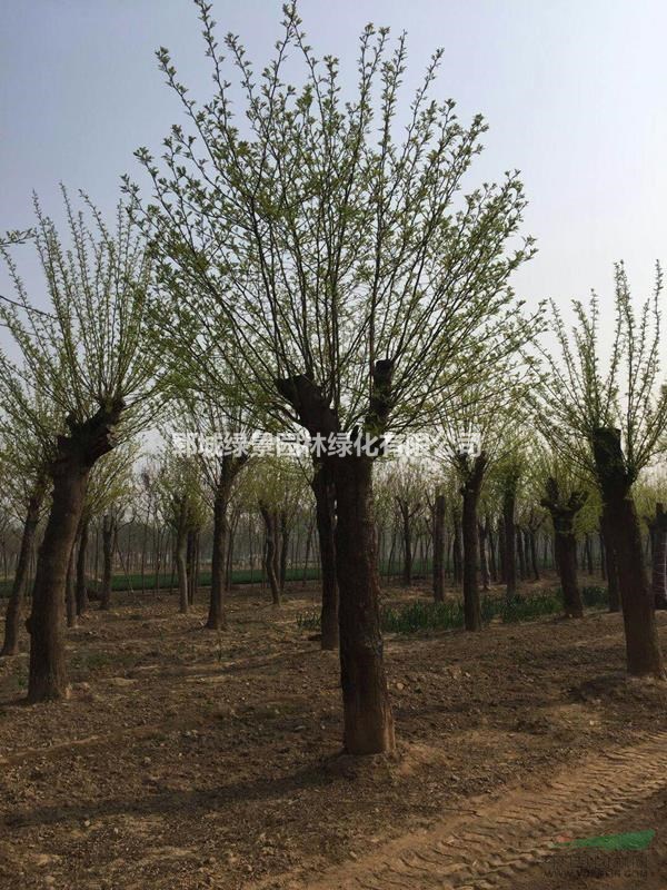 大皂角樹(shù)基地現(xiàn)貨出售50公分移栽大皂角樹(shù)