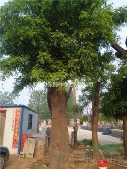 大皂角樹(shù)基地現(xiàn)貨出售50公分移栽大皂角樹(shù)