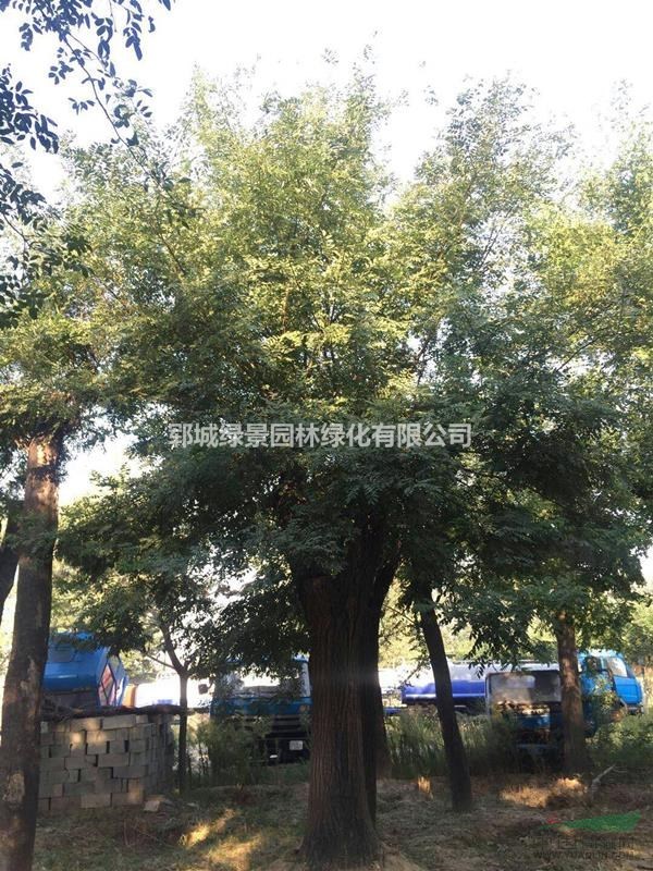 大規(guī)格國槐樹基地出售50公分移栽發(fā)帽國槐樹