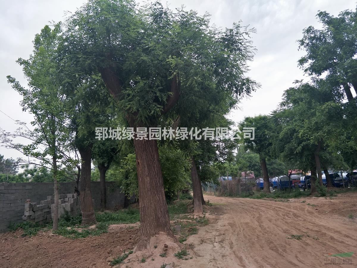 大規(guī)格國槐樹基地出售50公分移栽發(fā)帽國槐樹