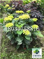 大花繡球  成都基地  貨美價(jià)優(yōu)
