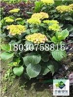大花繡球  成都基地  貨美價(jià)優(yōu)