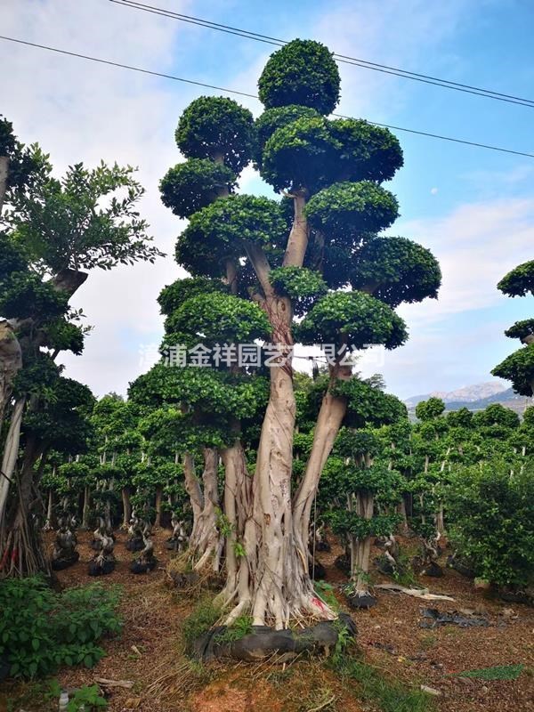 漳州造型小叶榕供应