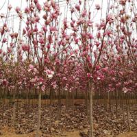 瀘州遵義自貢木紅玉蘭基地批發(fā)：木芙蓉苗、黃花風鈴木小苗價格