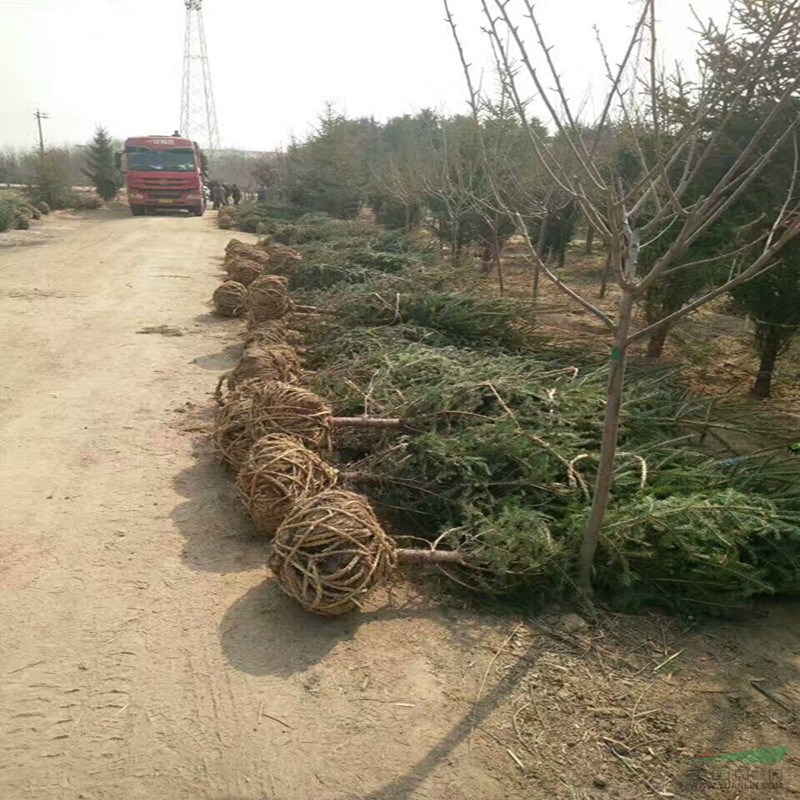 大量出售2.5米云杉培育基地 云杉直銷基地