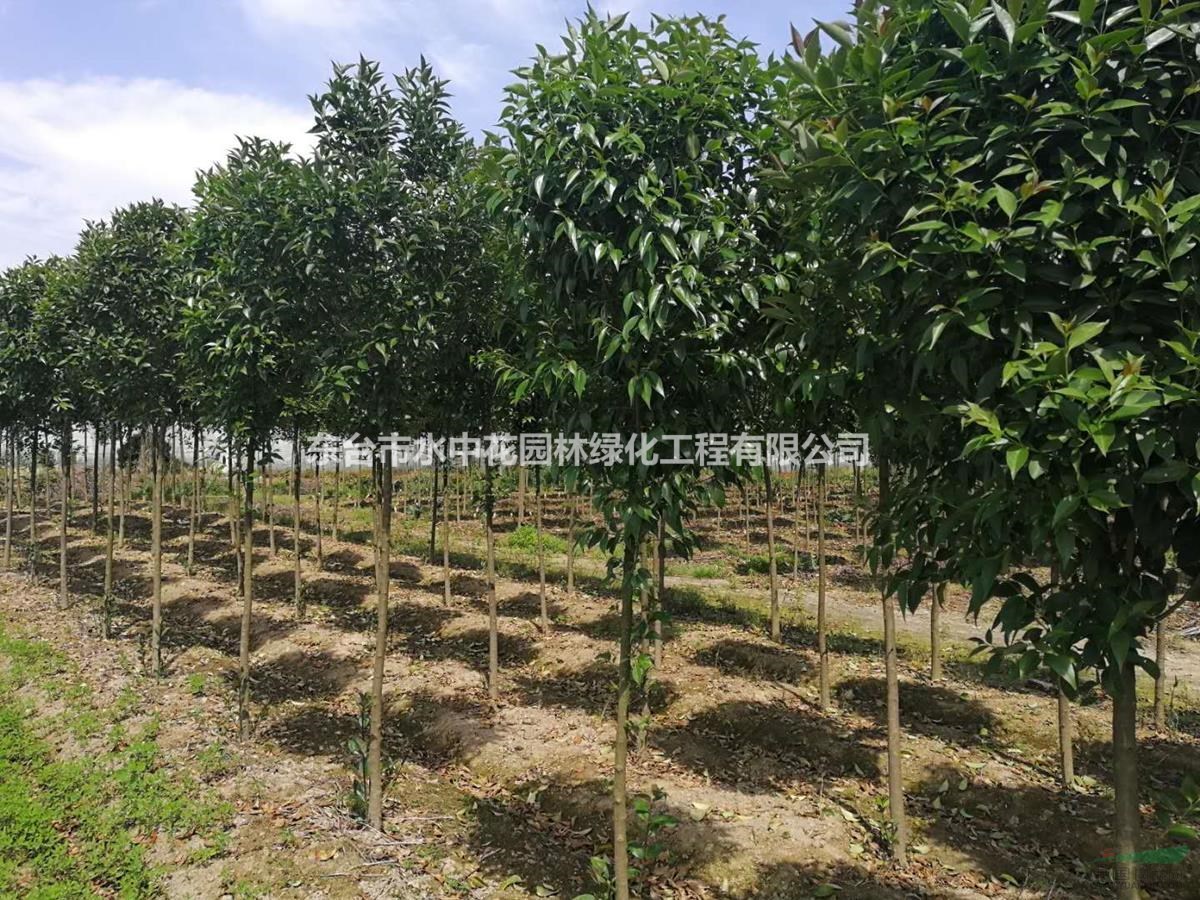 4公分大葉女貞苗圃直供 江蘇東臺水中花大葉女貞基地