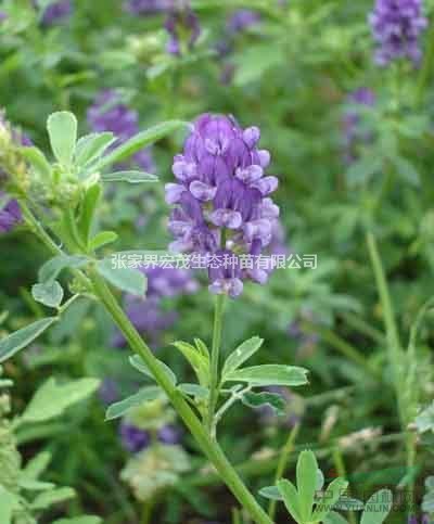 紫花苜蓿、花卉品種、湖南張家界  冷季型草坪  