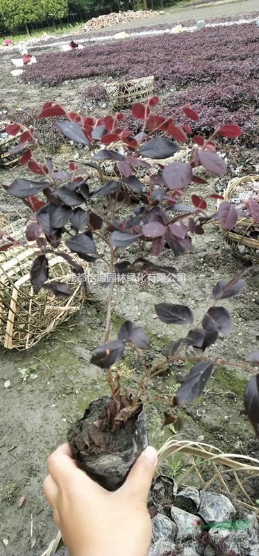 高25cm紅繼木小苗基地價(jià)格 紅繼木占地苗