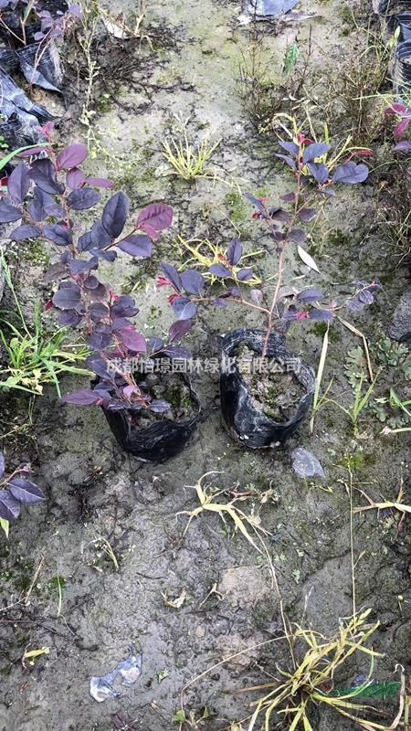 高20cm紅繼木杯苗多少錢一杯 小灌木基地直銷價(jià)格