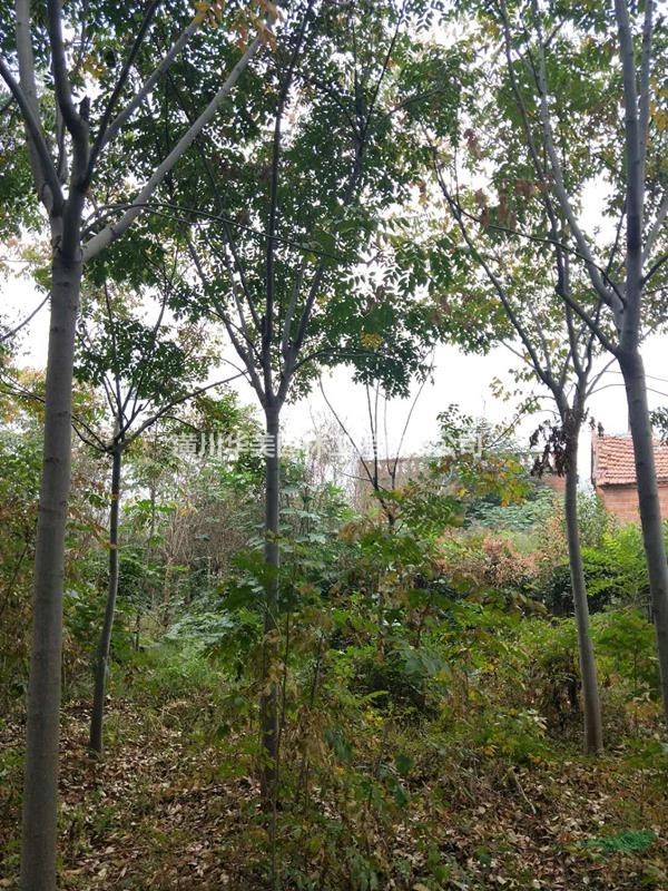 河南綠化種植北欒樹價格180元北欒樹苗售價更新