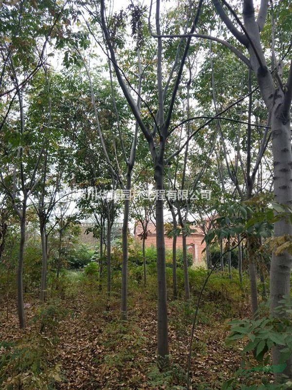 河南綠化種植北欒樹價格180元北欒樹苗售價更新