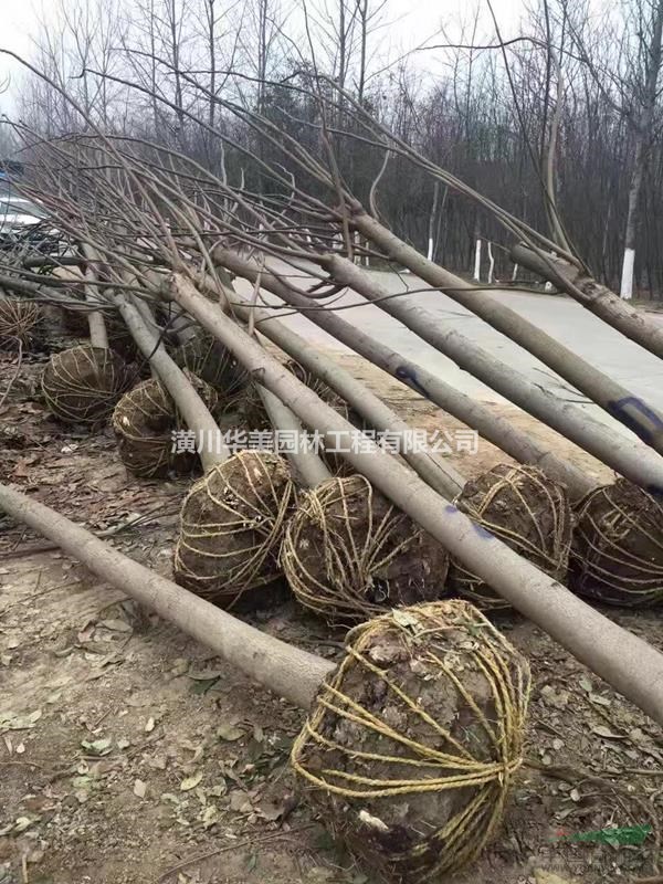 河南綠化種植北欒樹價格180元北欒樹苗售價更新