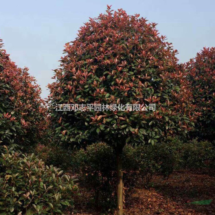 供應(yīng)大量紅葉石楠