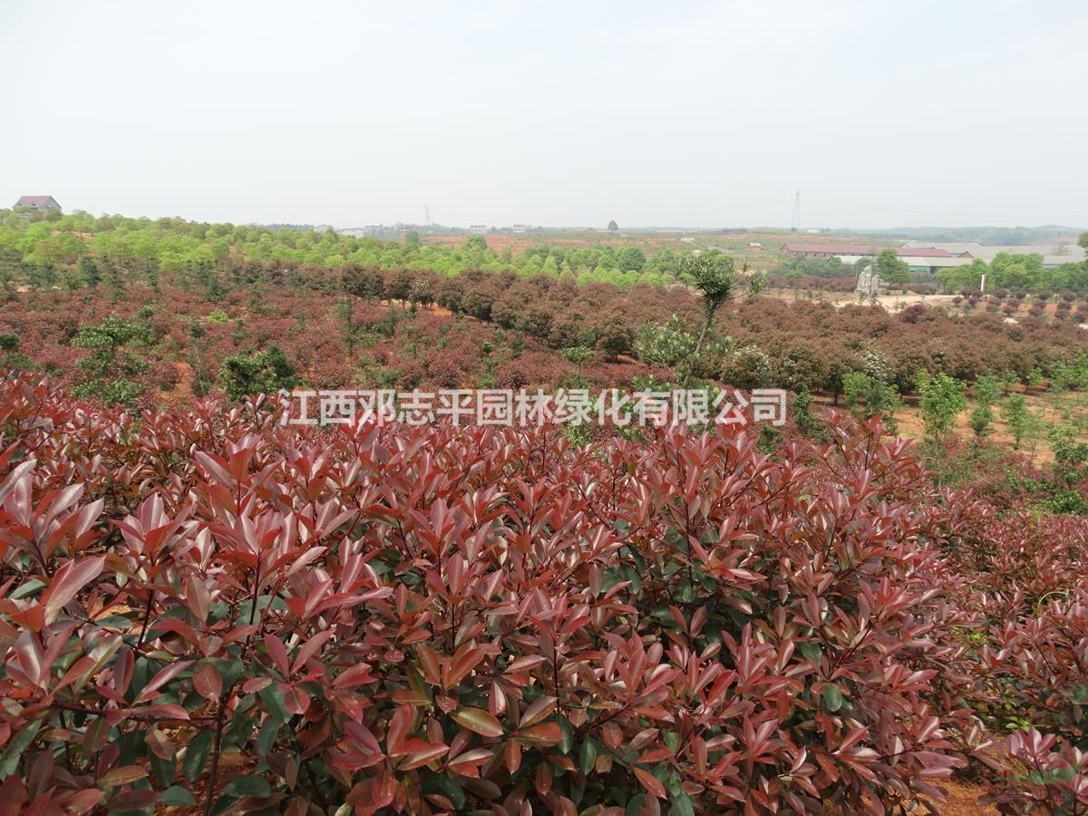 供應(yīng)大量紅葉石楠