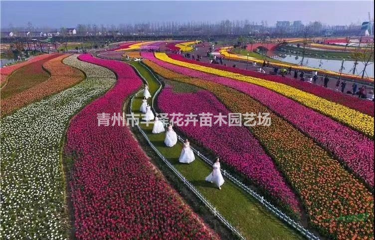 白晶菊種植基地，大濱菊價格供應(yīng)