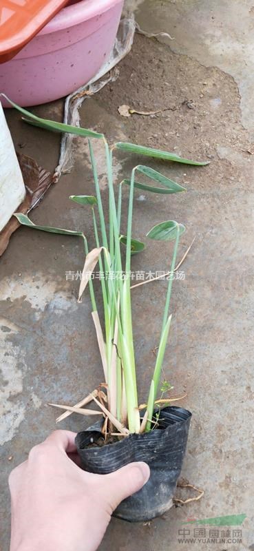 再力花種植基地，再力花價(jià)格