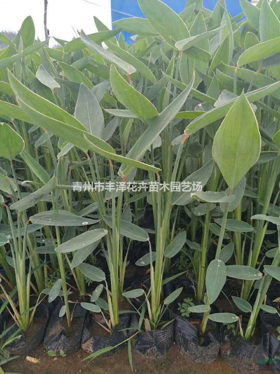 再力花種植基地，再力花價(jià)格