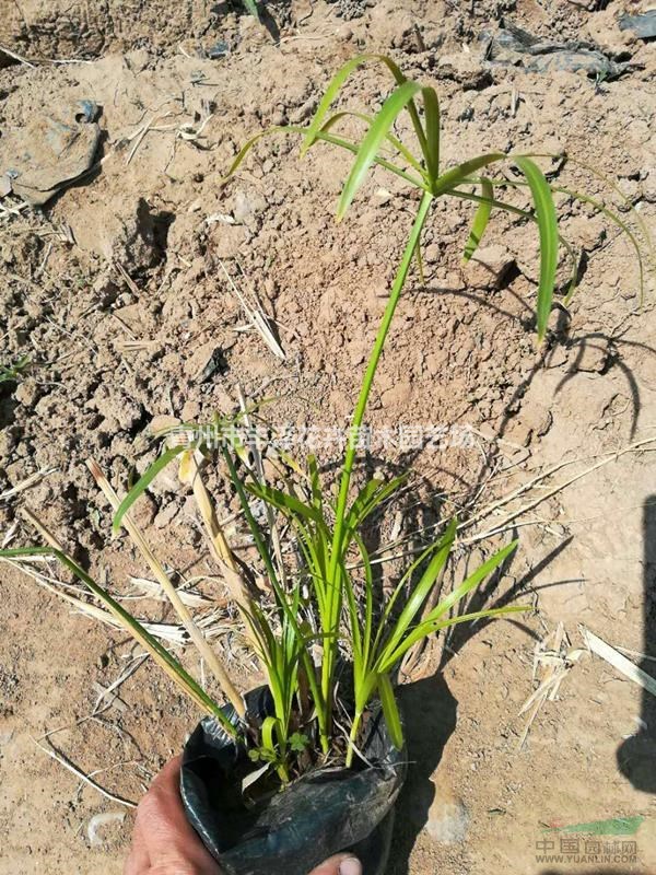 水生植物旱傘草種植基地，旱傘草價格供應