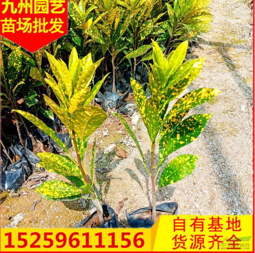 附近彩霞變色母便宜批發(fā) 漳州彩霞變色母 漳州灑金變色母價(jià)格走
