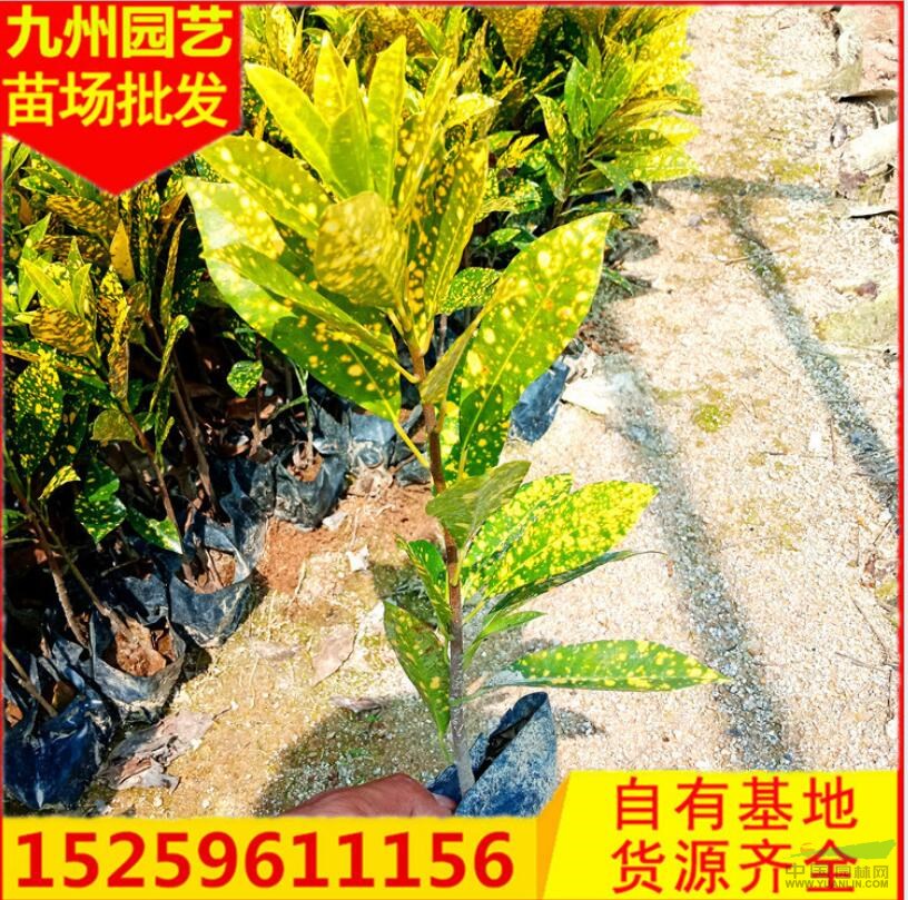 附近彩霞變色母便宜批發(fā) 漳州彩霞變色母 漳州灑金變色母價(jià)格走