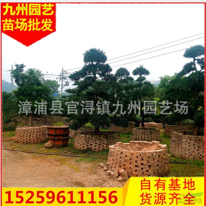 福建羅漢松便宜 漳州造型羅漢松批發(fā) 福建優(yōu)質(zhì)羅漢松價(jià)格便宜造