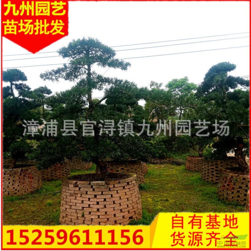 福建羅漢松便宜 漳州造型羅漢松批發(fā) 福建優(yōu)質(zhì)羅漢松價(jià)格便宜造