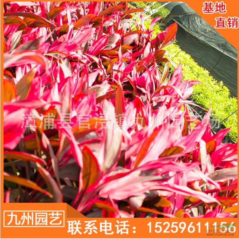 福建紅葉朱蕉觀葉植物便宜 漳州價(jià)格便宜 福建報(bào)價(jià)便宜