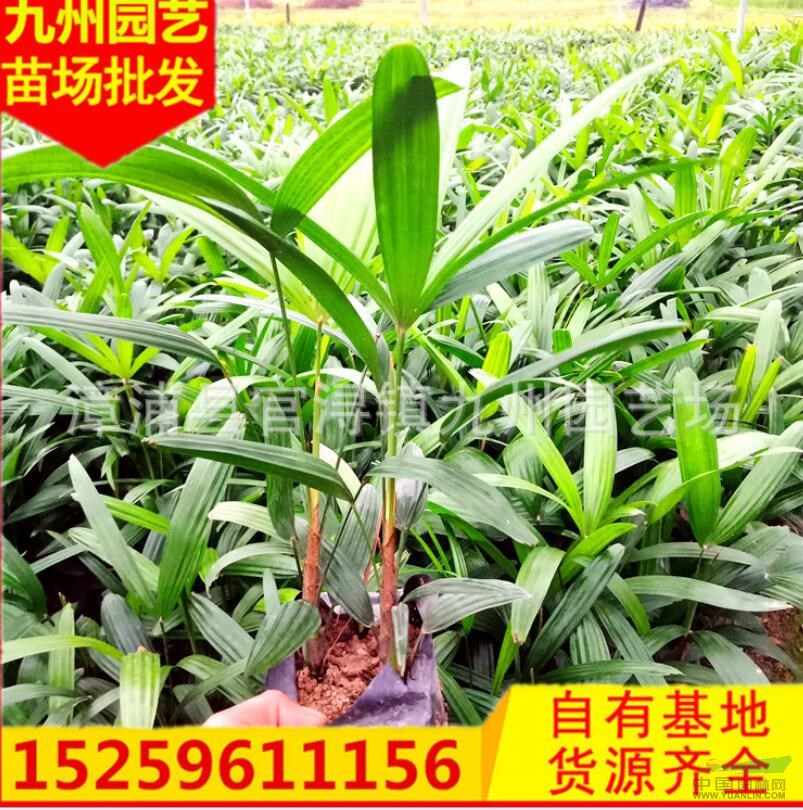 福建棕竹盆栽批發(fā)便宜 漳州棕竹盆栽真便宜 漳州棕竹盆栽直銷價