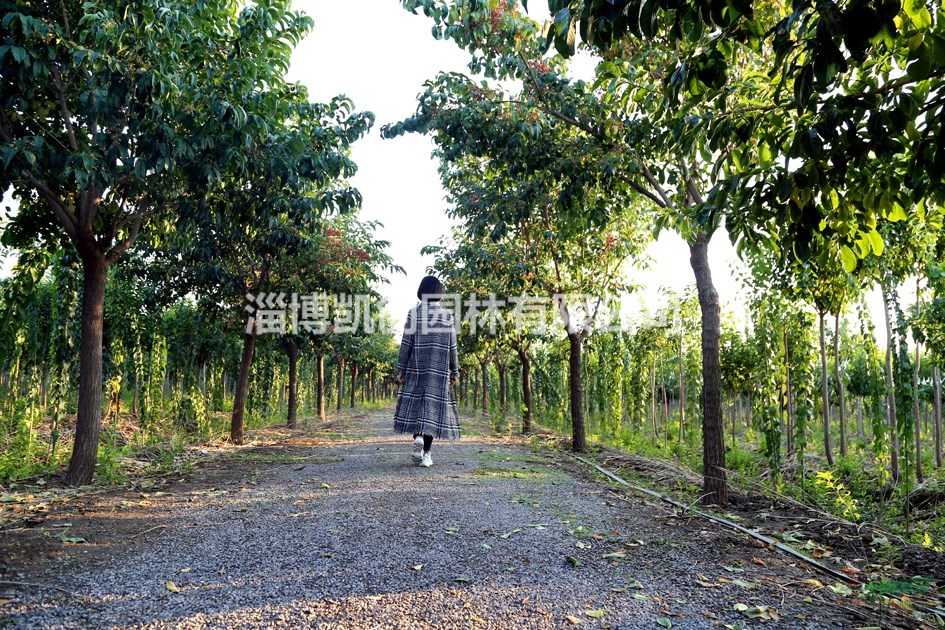 春季不飄絮的優(yōu)良行道樹，大葉絲棉木、紅巴倫海棠都不錯