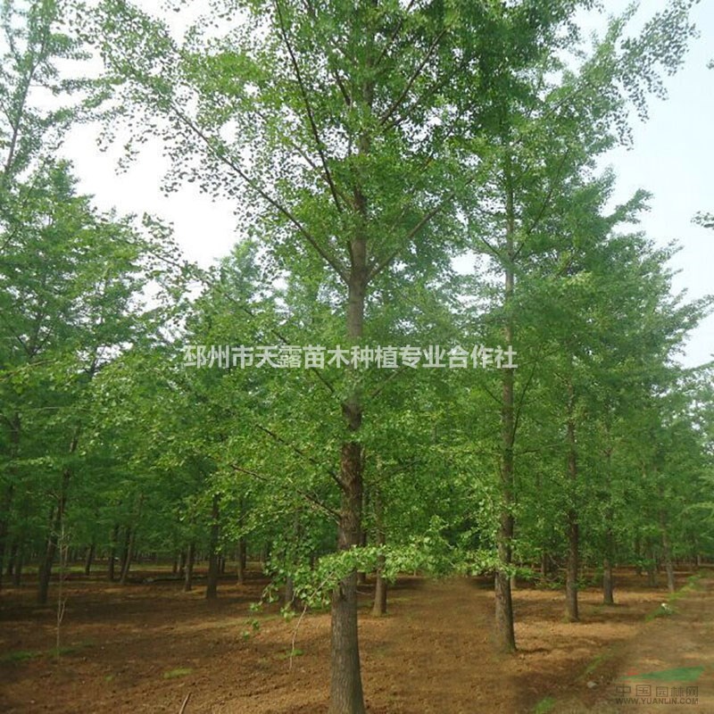 21公分銀杏樹價(jià)格，23公分銀杏樹價(jià)格-天露銀杏苗木基地