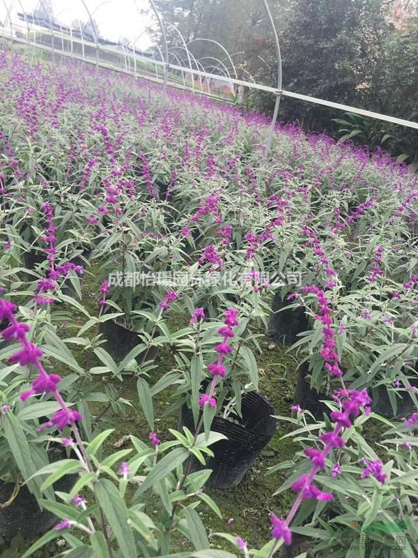 鼠尾草大杯苗價格 鼠尾草基地直銷