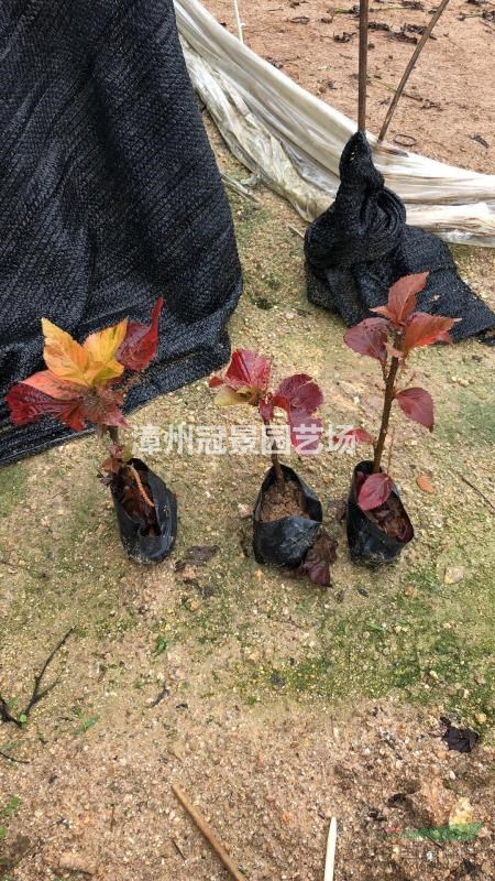 紅桑