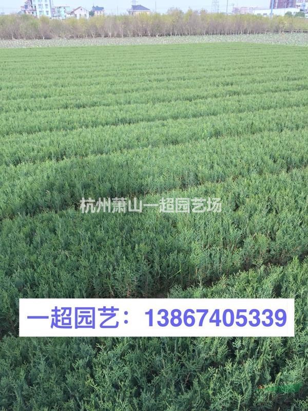 浙江扁柏哪里便宜/優質側柏批發/扁柏行情