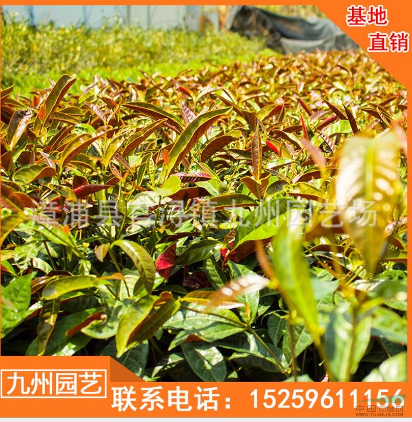 福建紅背桂小苗價(jià)格 漳州紅背桂袋苗批發(fā)便宜 處理紅背桂報(bào)價(jià)