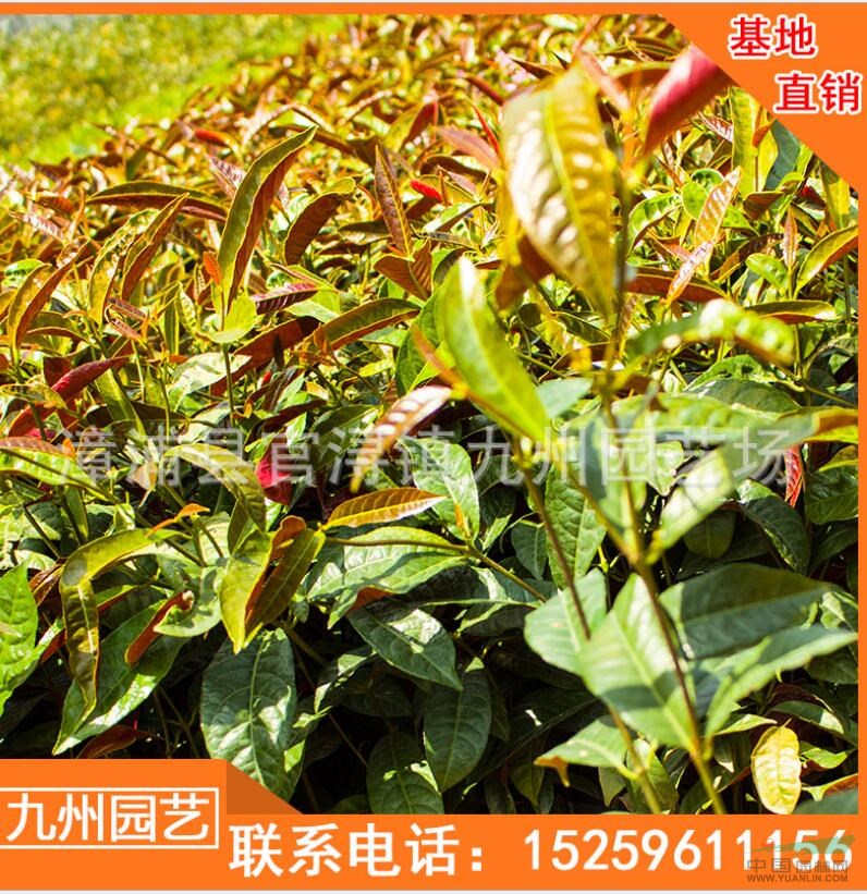 福建紅背桂小苗價(jià)格 漳州紅背桂袋苗批發(fā)便宜 處理紅背桂報(bào)價(jià)