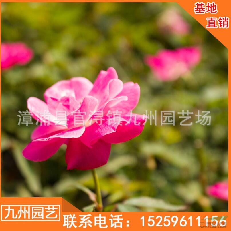 福建薔薇豐花月季價格 福建月季價格走勢 漳州薔薇豐花月季便宜