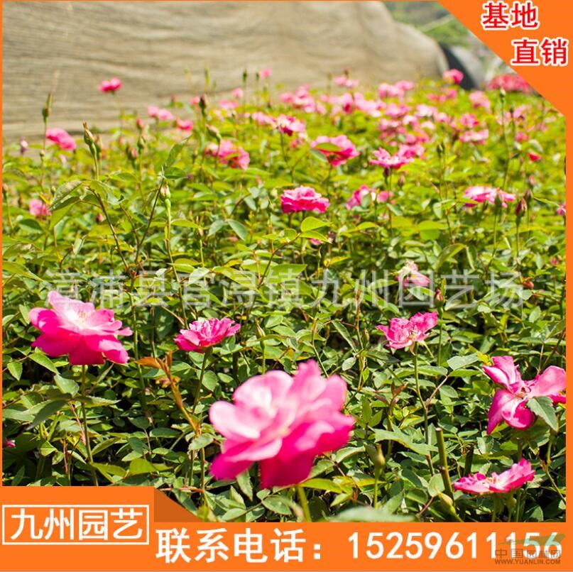 福建薔薇豐花月季價格 福建月季價格走勢 漳州薔薇豐花月季便宜